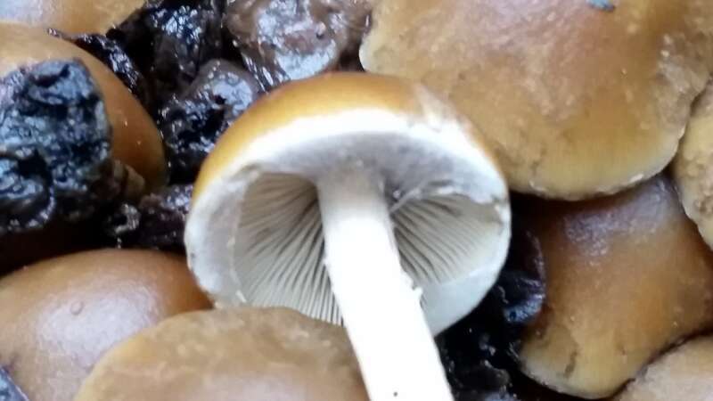 Common Stump Brittlestem (Psathyrella piluliformis)