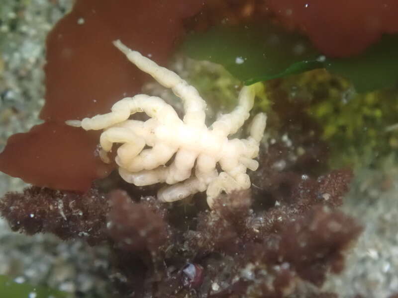 Stearns' Sea Spider (Pycnogonum stearnsi)