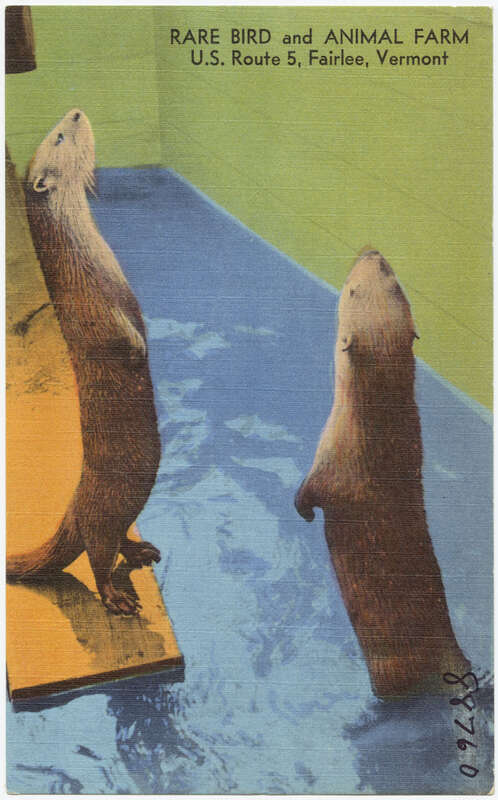 File name: 06_10_002180
Title: Rare Bird and Animal Farm, U. S. Route 5, Fairlee, Vermont
Created/Published: &quot;Tichnor Quality Views&quot;, Reg,U.S.Pat.Off., Made Only by Tichnor Bros., Inc., Boston, Mass.
Date issued: 1954 - 1970 (approximate)
Physical