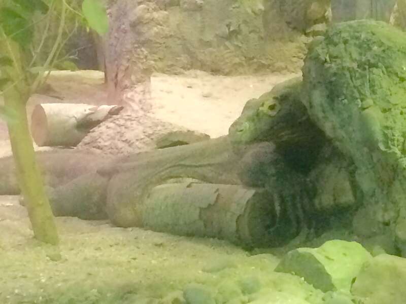 Reptile House, Turtle Back Zoo #NJ