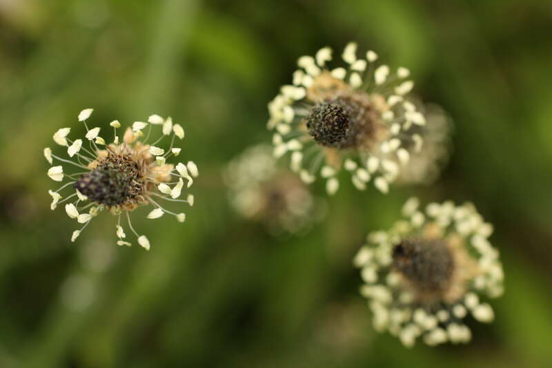 Ribwort Plantain (Plantago lanceolata - Plantaginaceae family), invasive, Seattle
