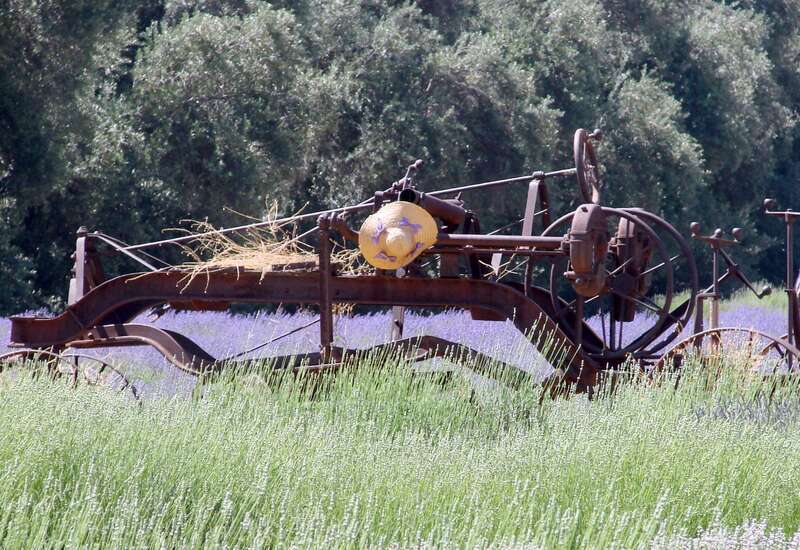 (1 in a multiple picture set)
The Highland Springs Ranch, north of Beumont, CA,  is a working farm and a resort. Around the place there are many pieces of old farming equipment.  This old road grader had been adorned with a nice straw hat during the