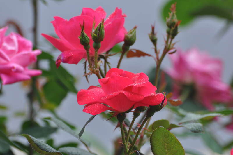 Roses at Mall Alpharetta GA
