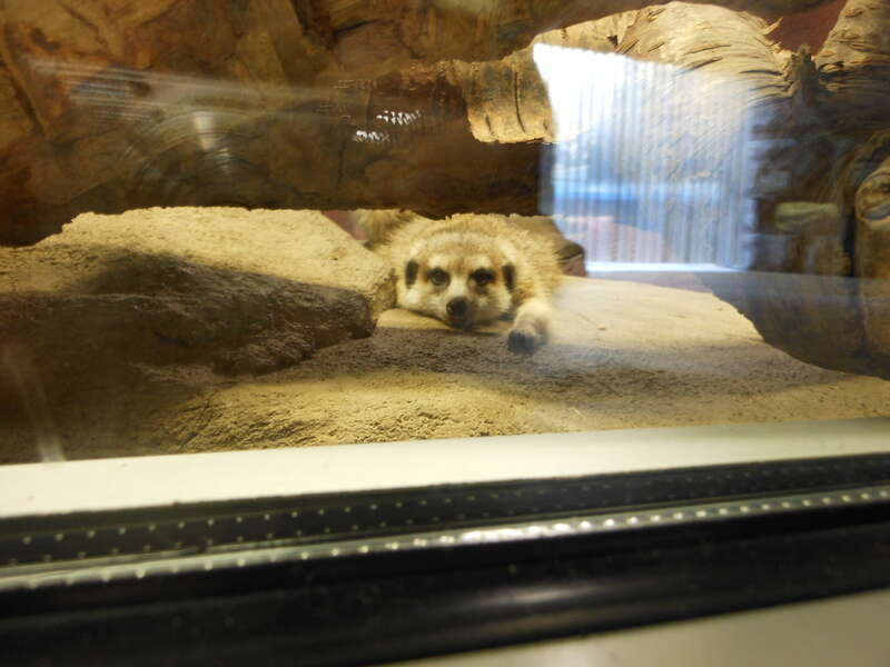 Rough day at the Meerkat office.