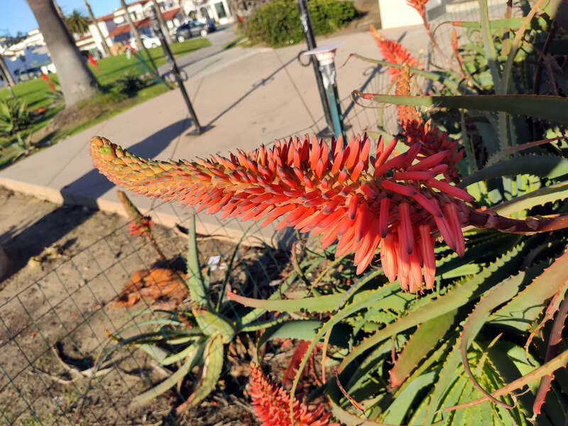 Santa Barbara, United States.