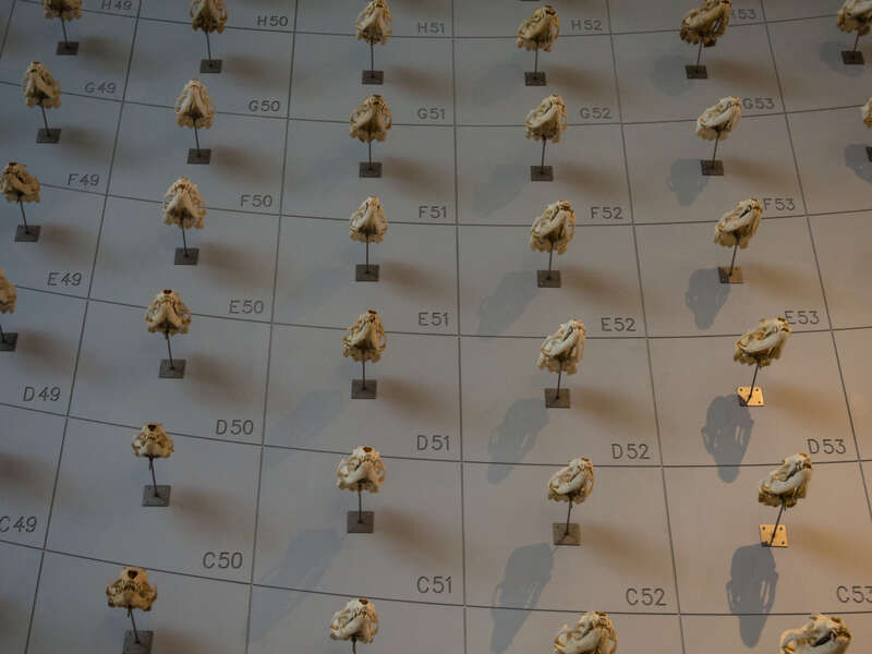 &quot;Sea of skulls&quot; -- mostly sea lion (Otariidae) -- at the California Academy of Sciences.