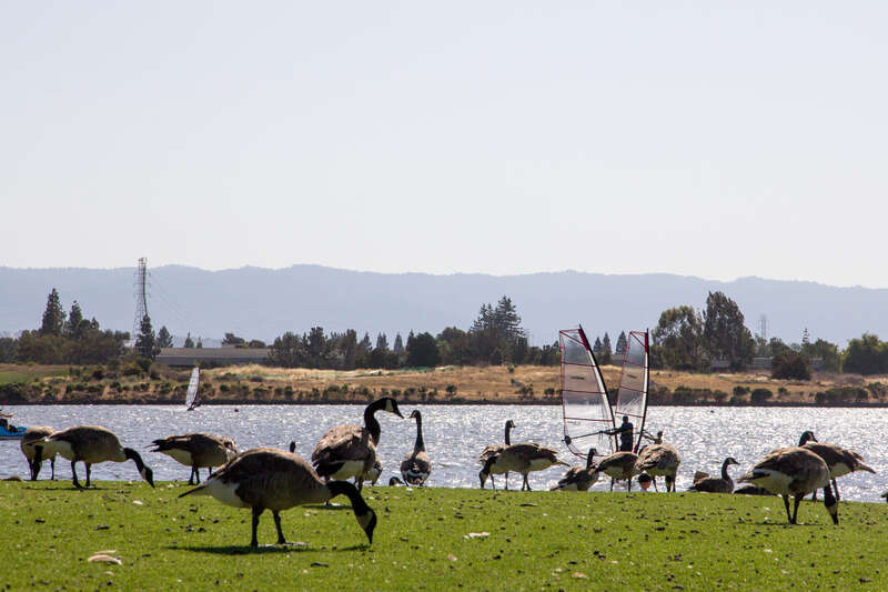 Canada geese at Shoreline Lake, Mountain View, California