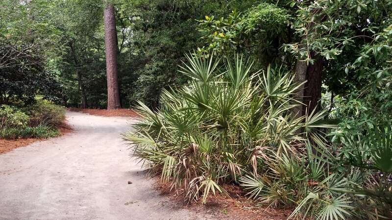 A photo of a nature path at Swan Lake Iris Gardens in Sumter, South Carolina.