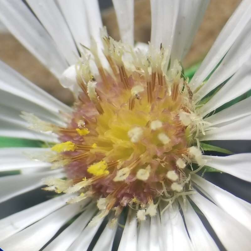 Symphyotrichum pilosum pilosum