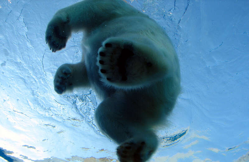 Talini, the Detroit Zoo's polar bear cub, goes for a stroll on the plexiglass viewing tunnel.