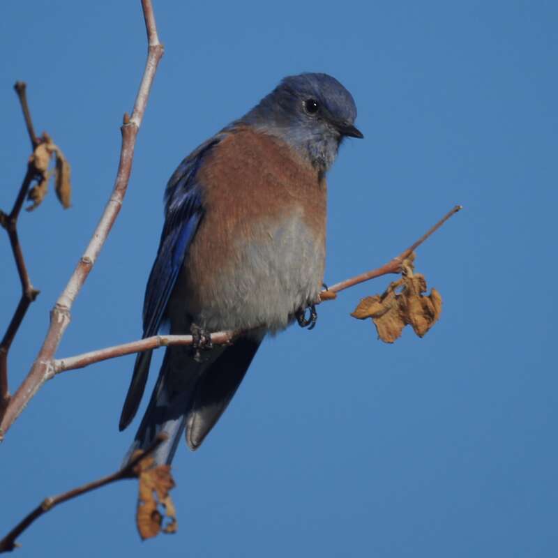 Glen Helen Regional Park,

San Bernardino, CA