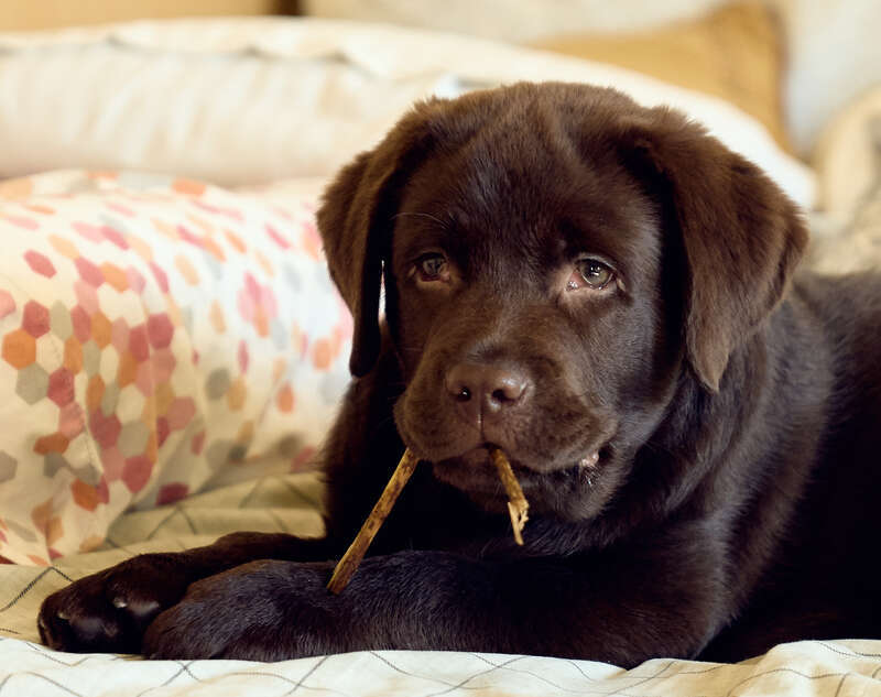 Our labrador retriever puppy. The cute face is all he needs to get away with all kinds of mischief.
