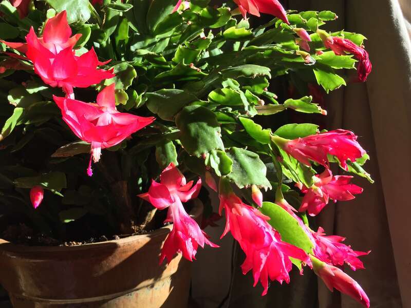 A houseplant that is blooming, called a xygocatus, and tend to bloom at various times of the year, such that is called often sold as a &quot;Christmas cactus&quot; or a &quot;Thanksgiving cactus&quot;..., etc. Actually it can bloom at many times throughout the year,
