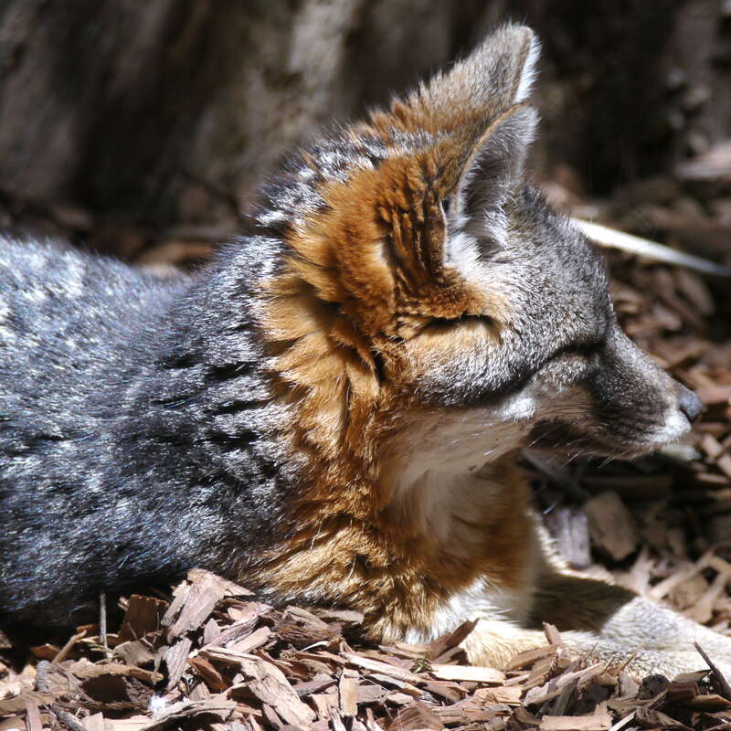 There was a very brief period of wakefulness.