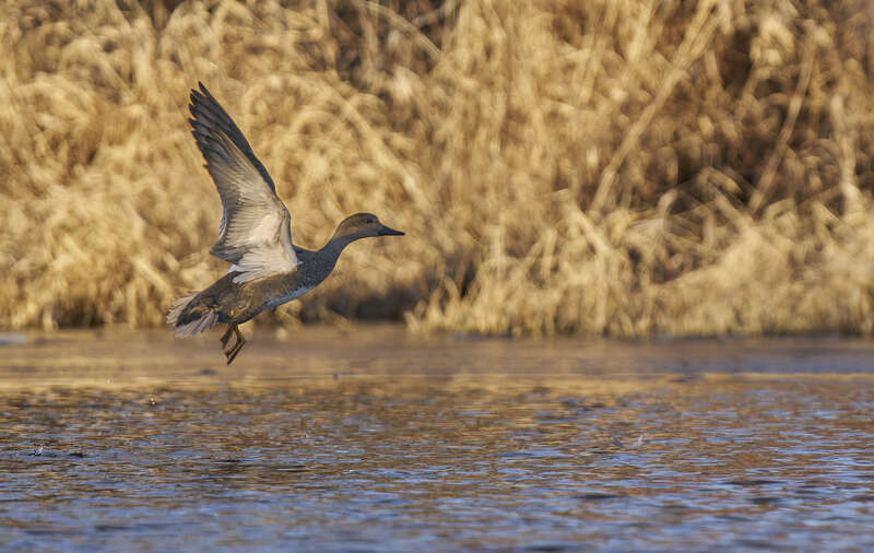 Gadwall. Hockanum Reservoir. East Hartford, CT USA
