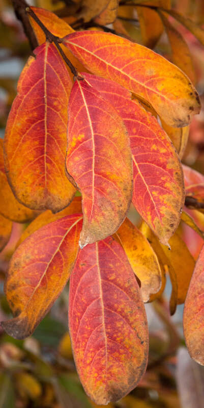 500px provided description: Untitled [#leaf ,#orange ,#plant ,#organism]