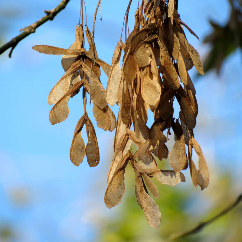 Acer negundo. Rock Creek Park, Washington, DC, USA.
