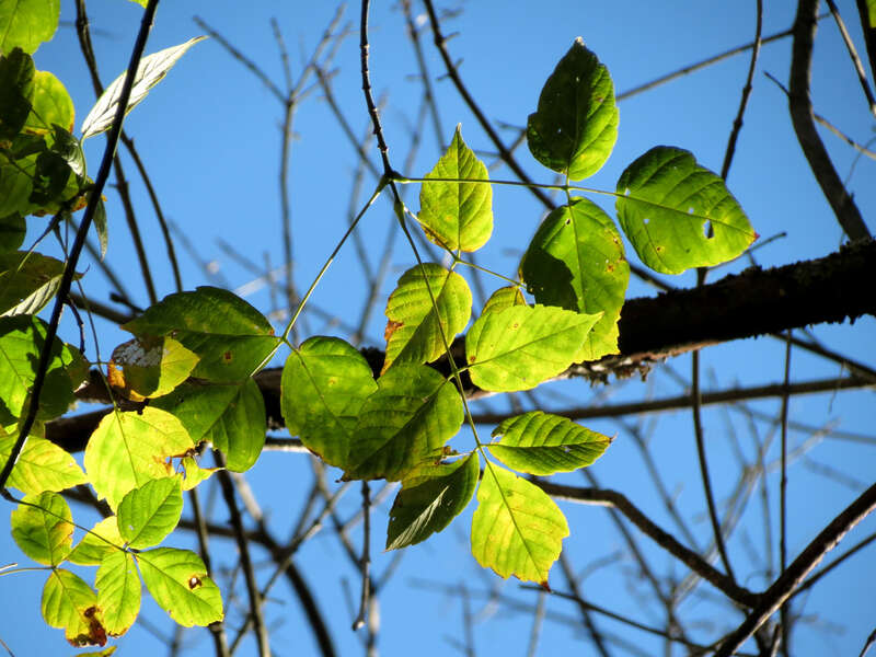Acer negundo. Rock Creek Park, Washington, DC, USA.