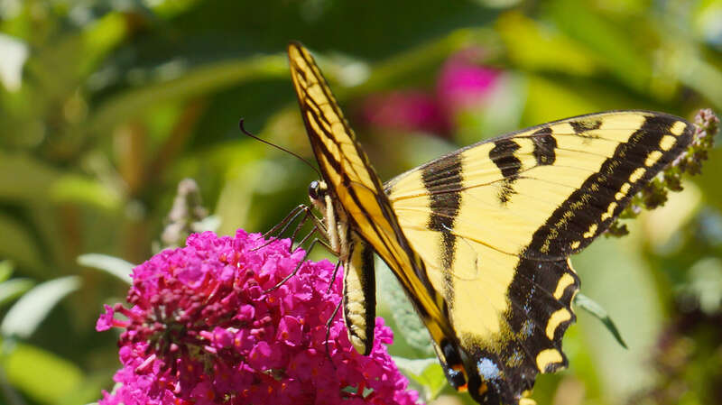 500px provided description: Butterfly Macrops []