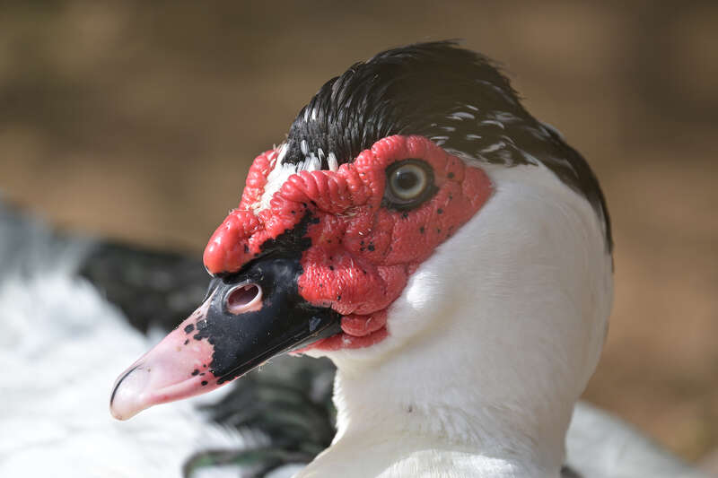 Cairina moschata domestica