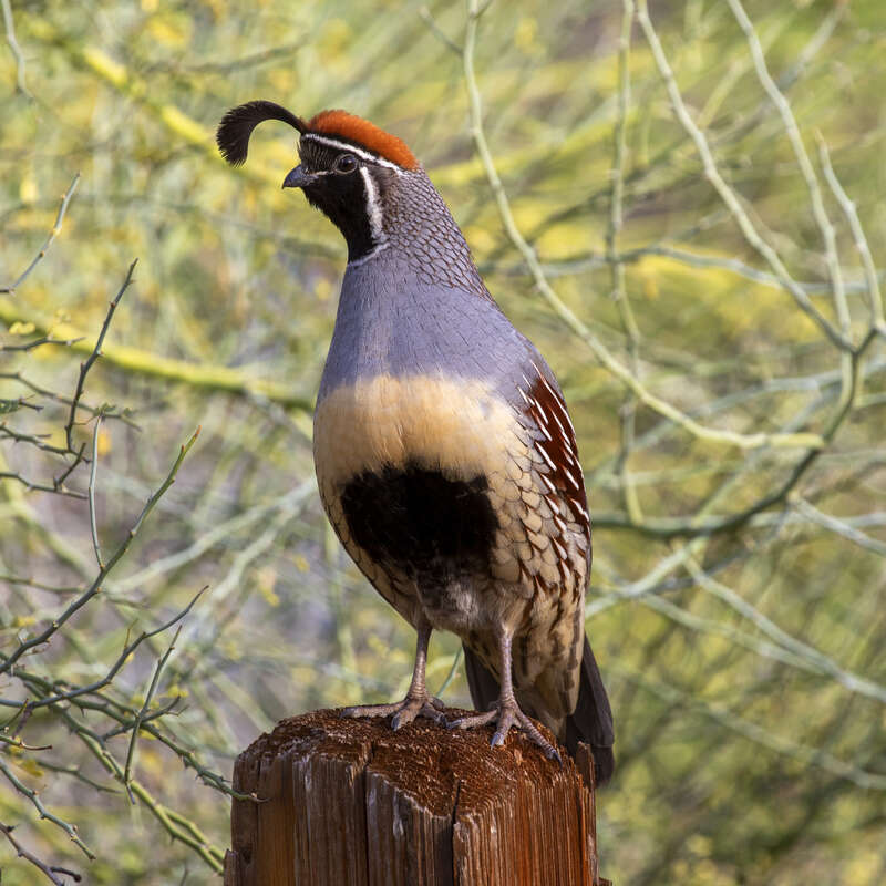 Gambel's Quail (Callipepla gambelii) in the United States
