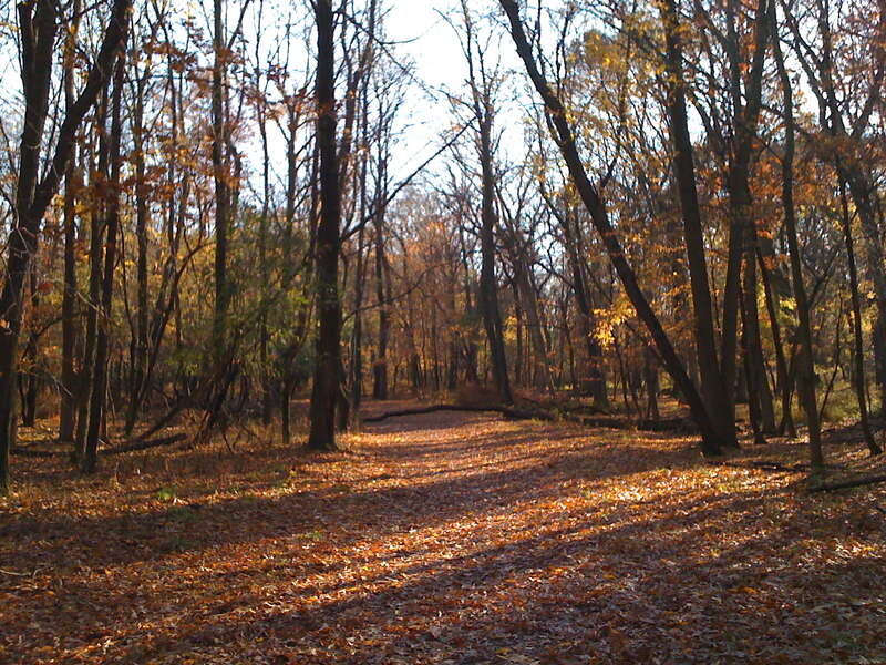 Catherine Chevalier Woods Forest Preserve