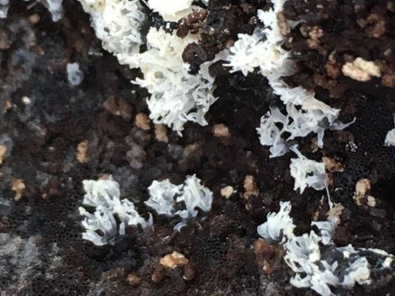 Honeycomb Coral Slime Mold (Ceratiomyxa fruticulosa)