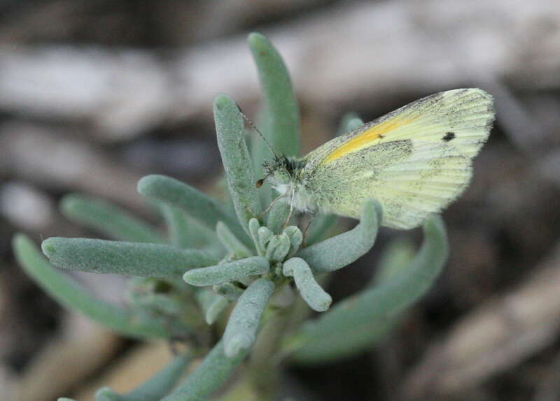 Dainty sulphur