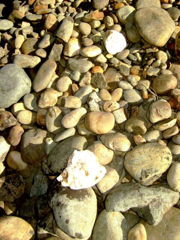 Gold dredge tailings