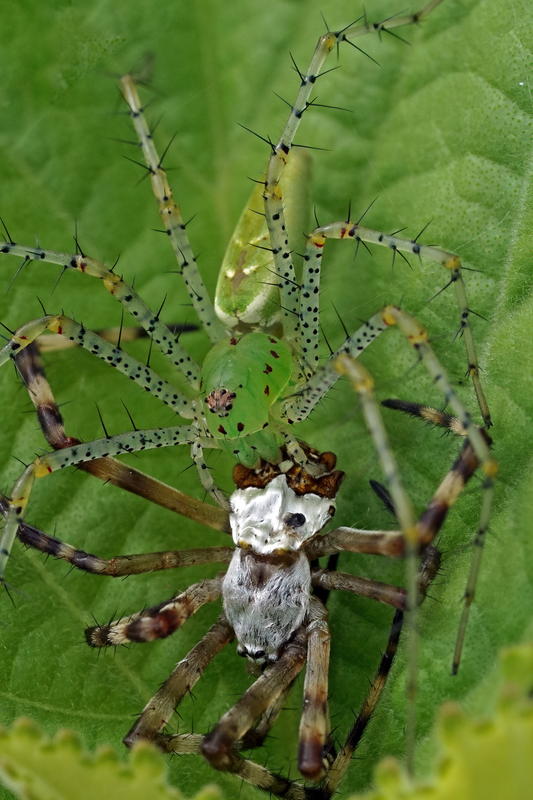 Photo of Green Lynx Spider uploaded from iNaturalist.