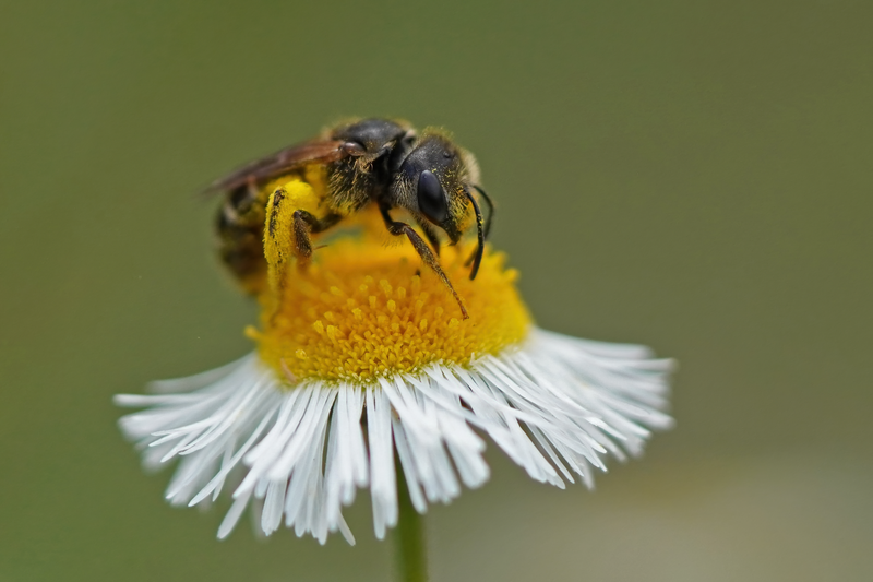 Poey's Furrow Bee (Halictus poeyi) in the United States
