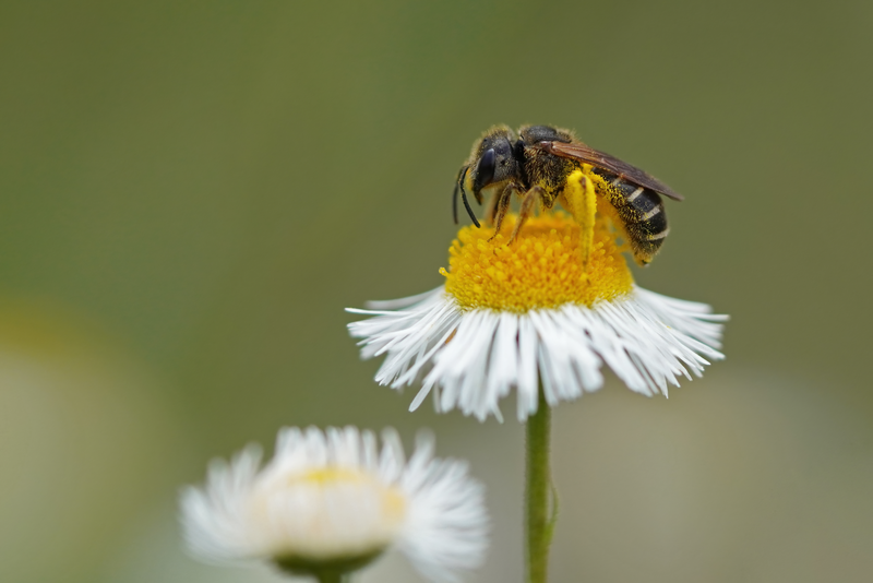 Poey's Furrow Bee (Halictus poeyi) in the United States