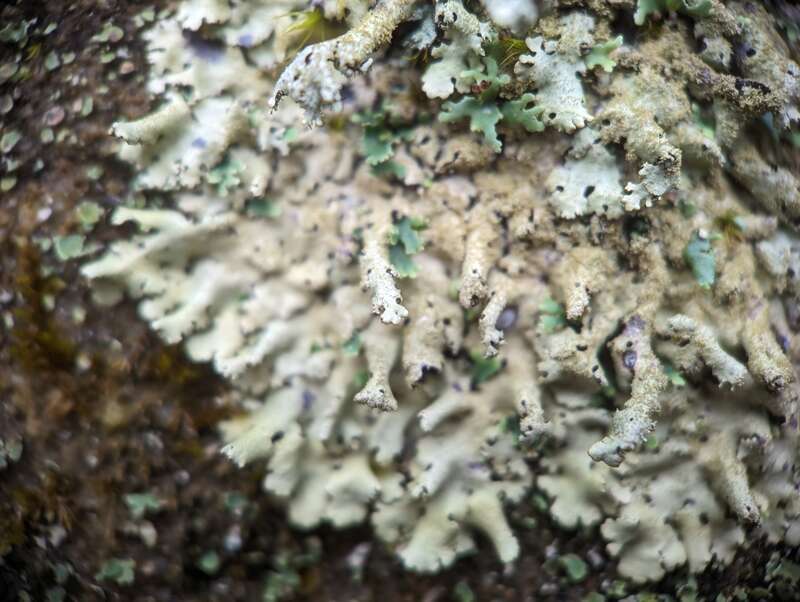 Hairless-spined Loop (Hypotrachyna minarum)