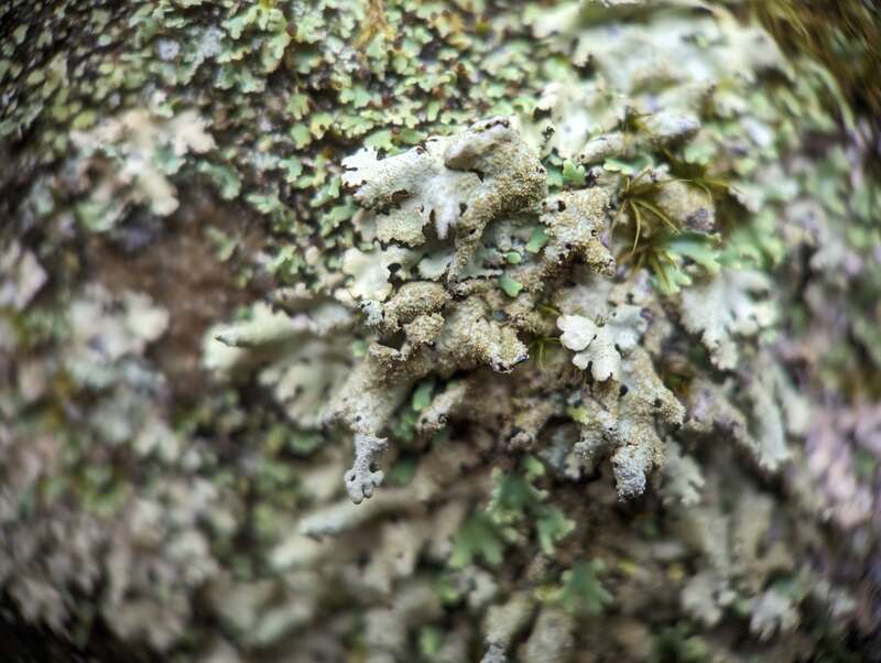 Hairless-spined Loop (Hypotrachyna minarum)