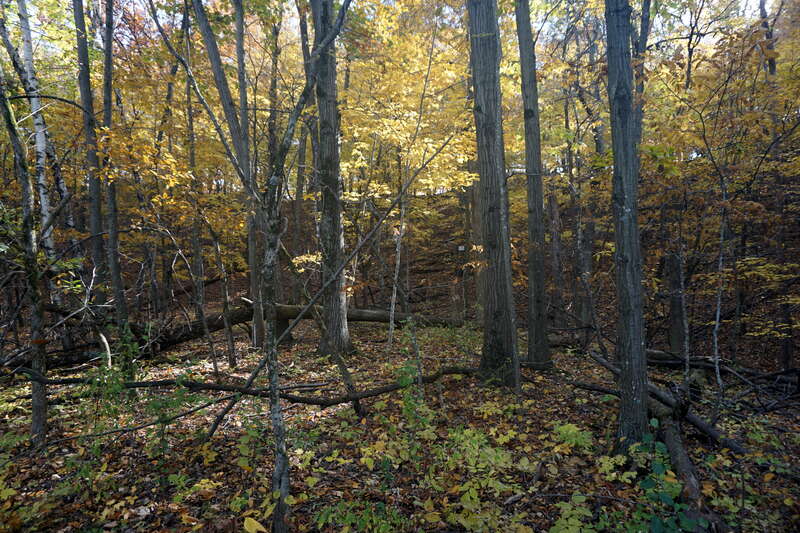 The Holy Hill Segment of the Ice Age Trail in Hubertus, Wisconsin (United States).