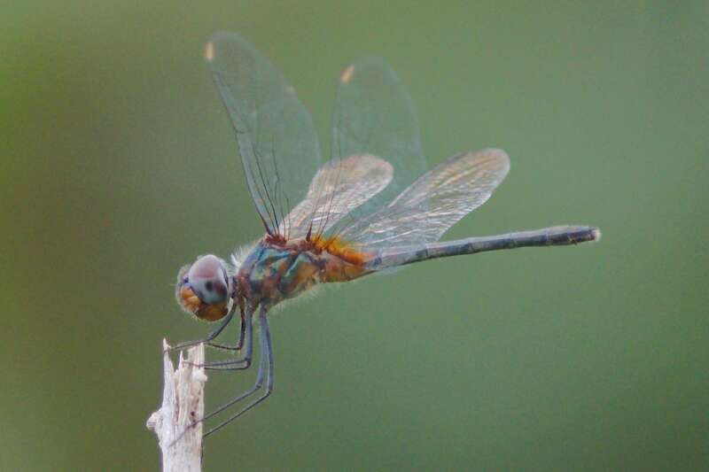 Metallic Pennant (Idiataphe cubensis)