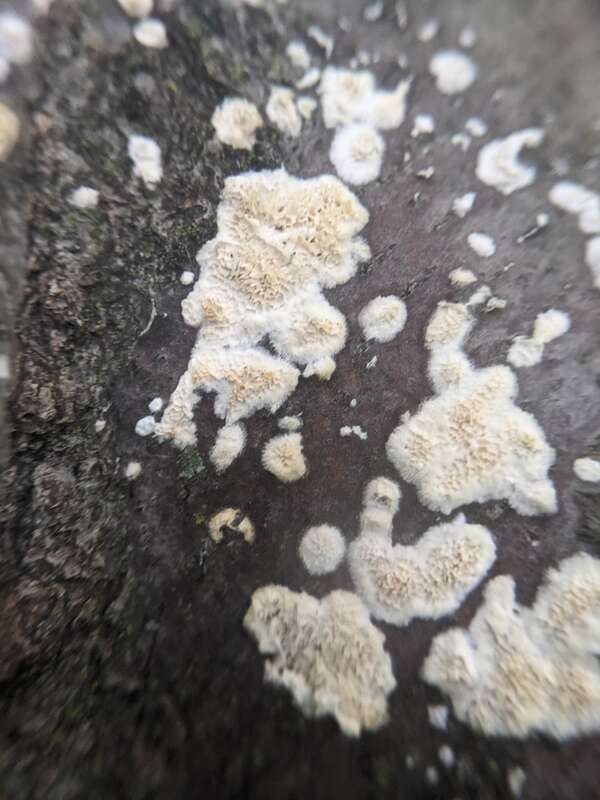 Milk-white Toothed Polypore (Irpex lacteus)