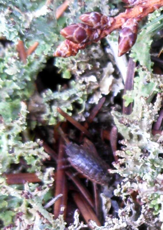 Isopod (some form of wood louse) Seen on a walk in Shoreline, Washington.

IMG_20140404_092336_396