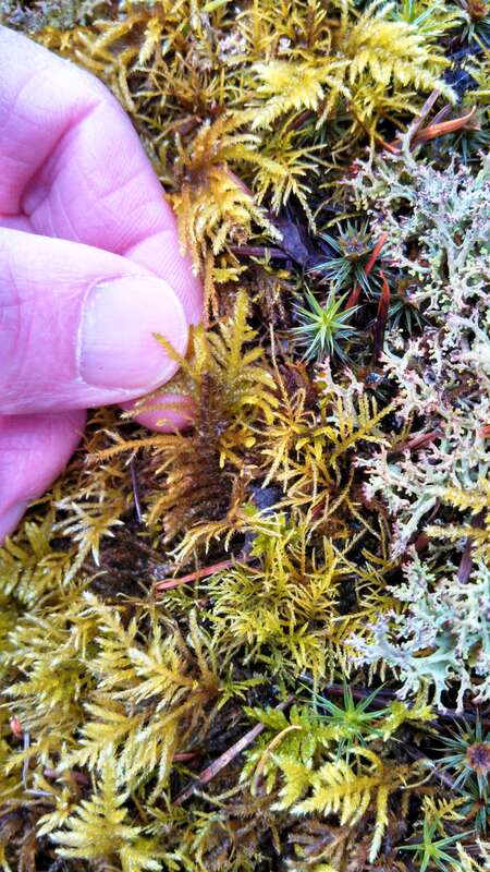 Kindbergia oregana (Oregon beaked moss ) Seen on a walk in Shoreline, Washington.

IMG_20140404_092235_233