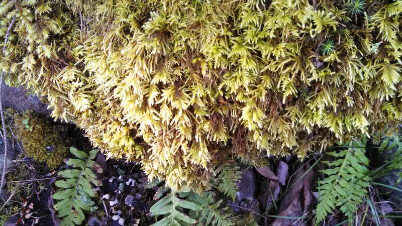 Kindbergia oregana (Oregon beaked moss ) Seen on a walk in Shoreline, Washington.

IMG_20140404_092211_332
