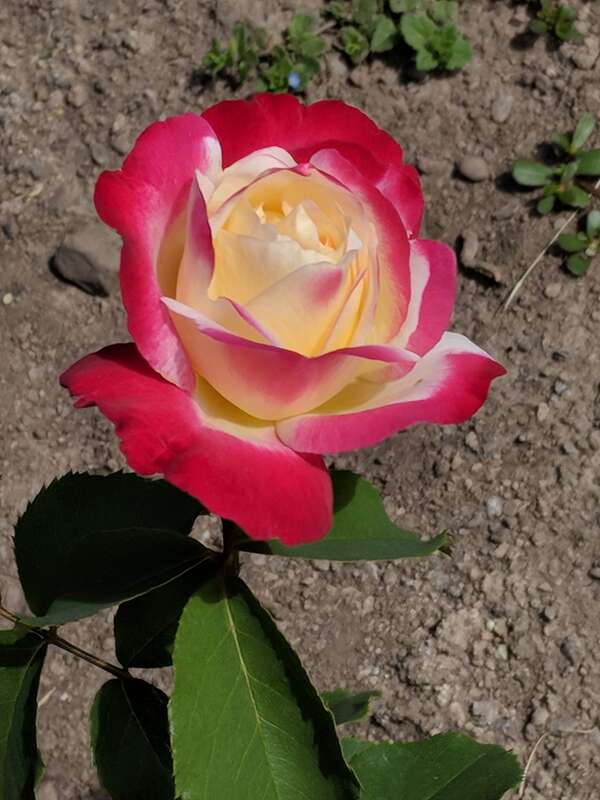 'Double Delight' en:Hybrid tea rose photographed during the 2018 Maplewood Rose Festival in en:Maplewood Park in en:Rochester, New York