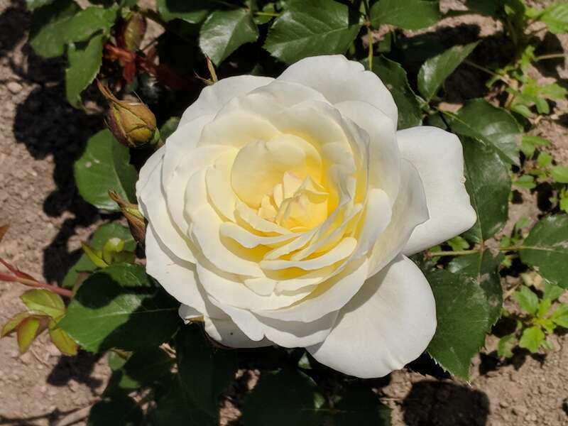 &quot;Moondance&quot; en:Floribunda (rose) photographed during the 2018 Maplewood Rose Festival in en:Maplewood Park in en:Rochester, New York