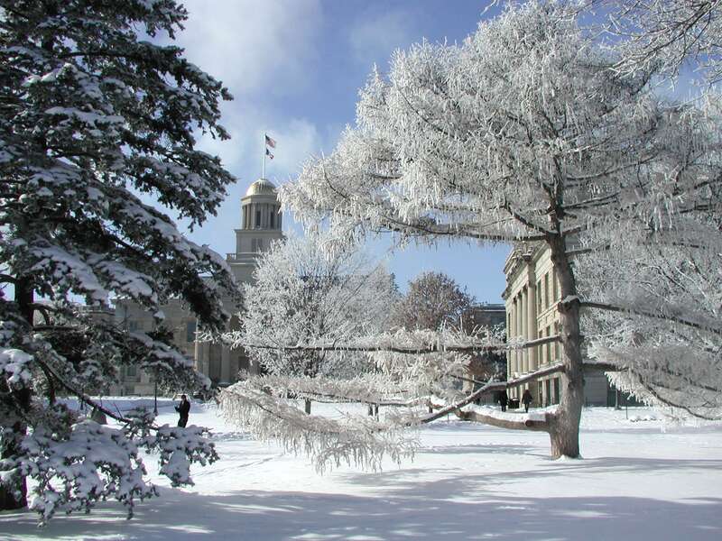 The Pentacrest, including the Iowa Old Capitol Building, on the University of Iowa campus, with hoar frost.  The trees in the foreground are Douglas fir (Pseudotsuga menziesii, left) and European larch (Larix decidua, right), both well outside their