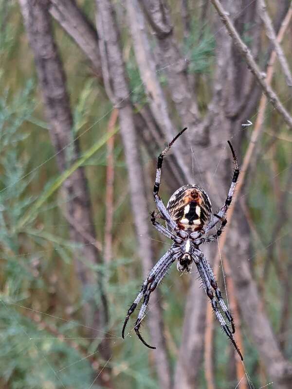 Orb weaver spider (Araneinae) -potentially Western Spotted Orbweaver (Neoscona oaxacensis)