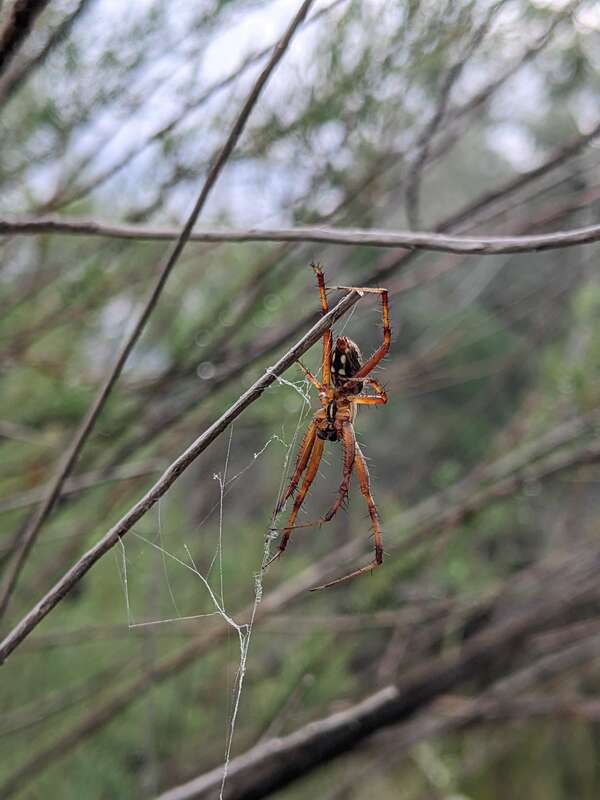 Orb weaver spider (Araneinae) -potentially Western Spotted Orbweaver (Neoscona oaxacensis)