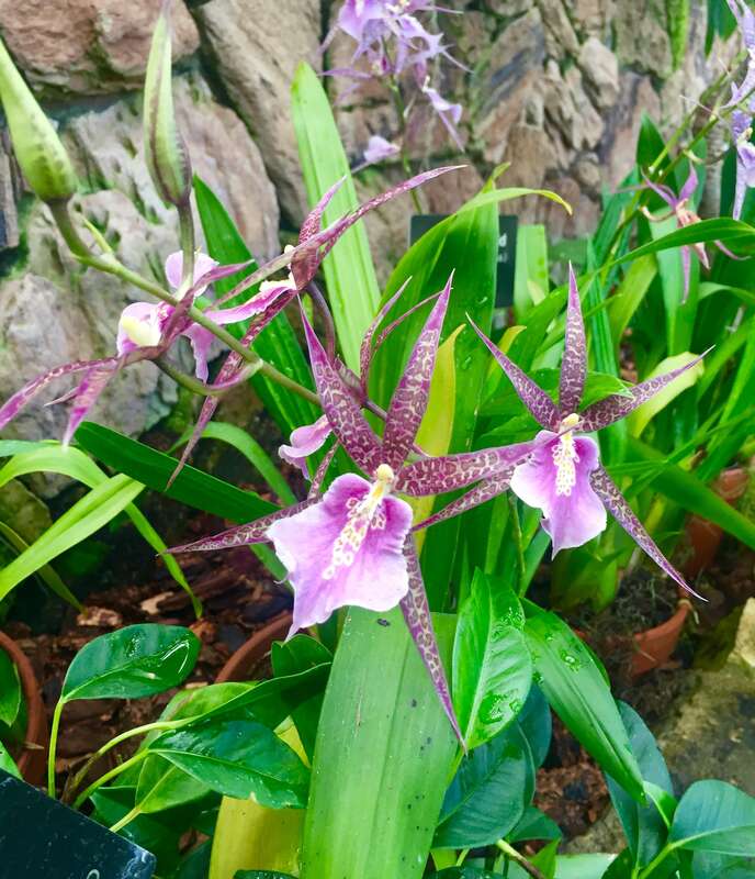 Lincoln Park, Chicago, Illinois