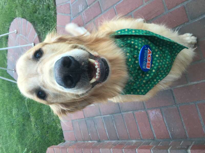 Proud service dog on his 3rd birthday!