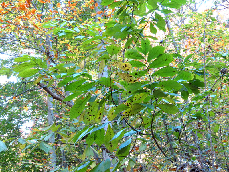 Asimina triloba. Rock Creek Park, Washington, DC, USA.