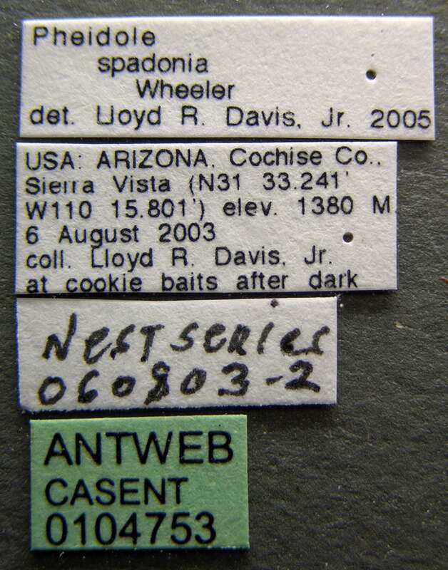 Label view of ant Pheidole spadonia specimen casent0104753.