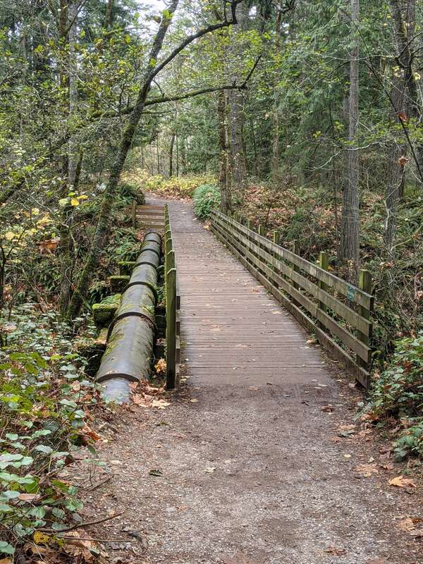 A bridge and pipeline crossing Whatcom Creek, below Iowa Drive, Bellingham, Washington